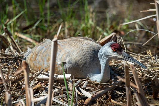 Sandhill Crane on Nest