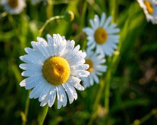 Dew and Daisies Select