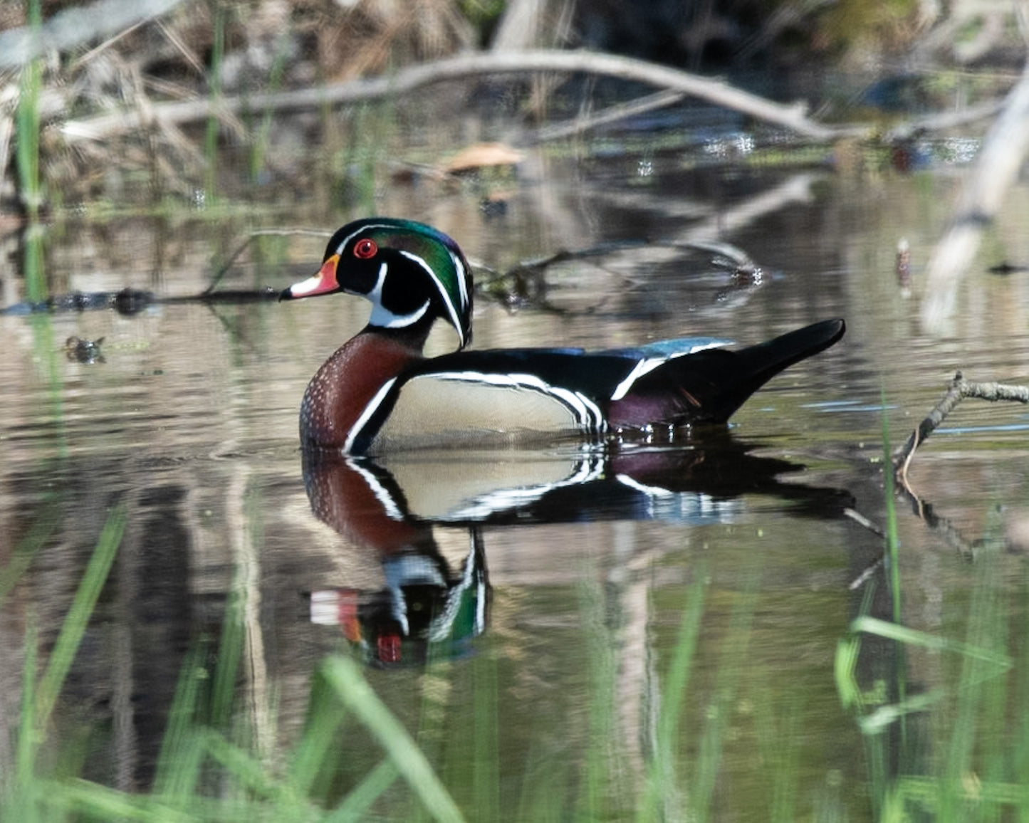 Wood Duck in the Thick Pond