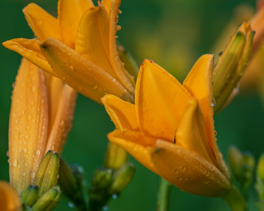 Day Lillies