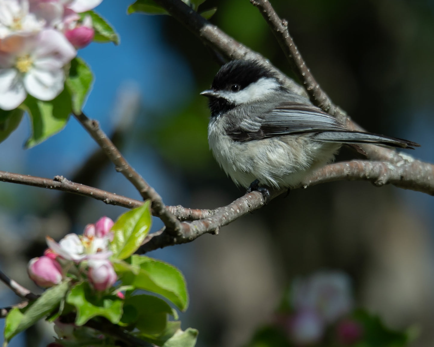 Black Capped Chickadee on Cherry Blossom Tree