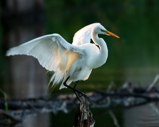 Great Egret Sticking A Landing