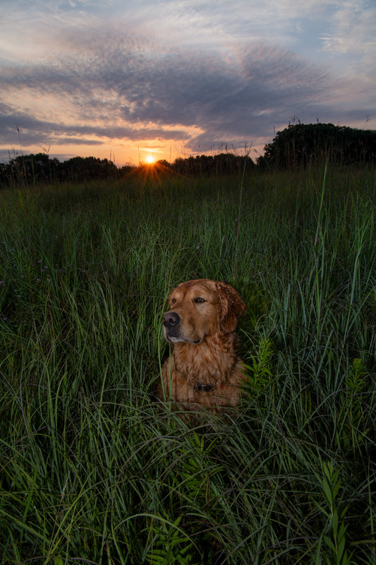 Golden Retriever Sitting in Sunrise