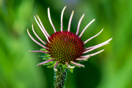 Thistle on Green