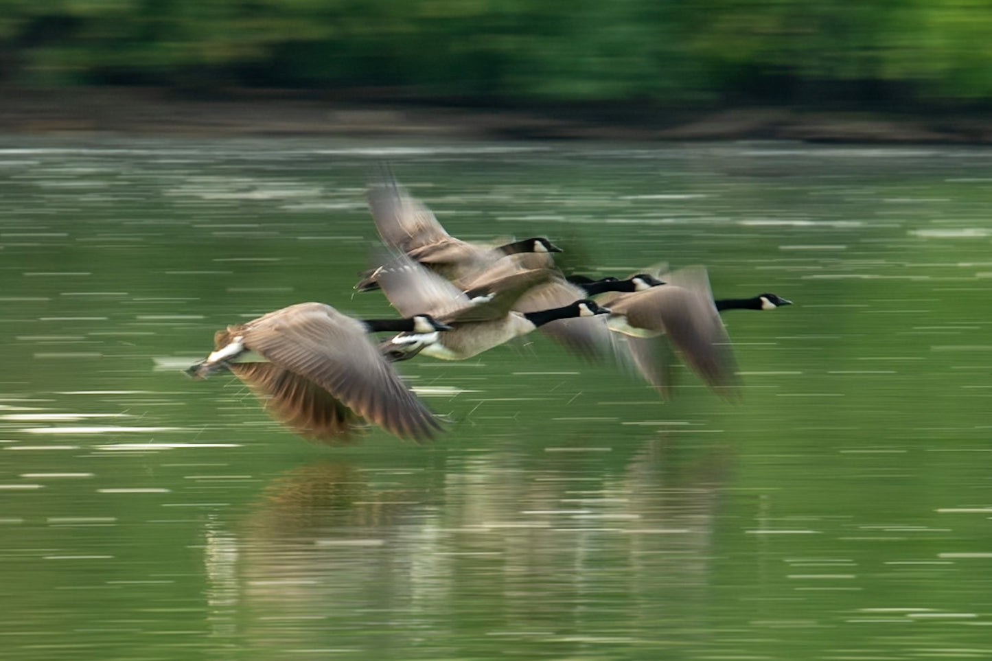 Canada Geese Fly Motion Blur