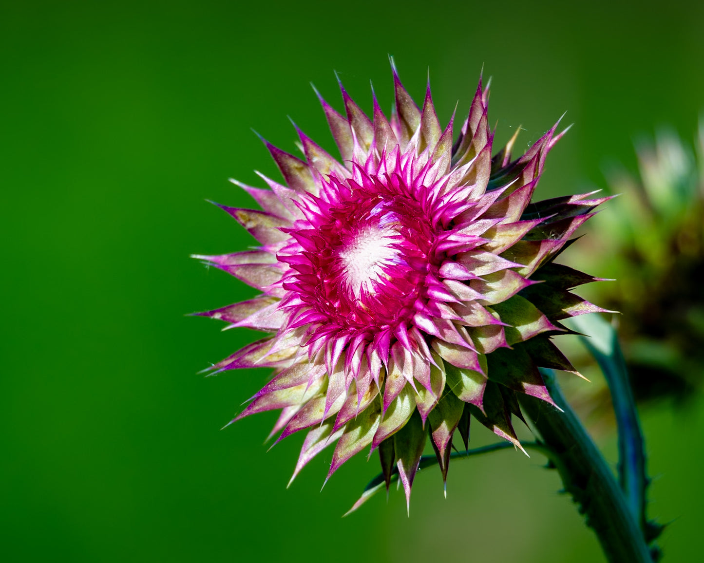 Thistle Flower On Green Select