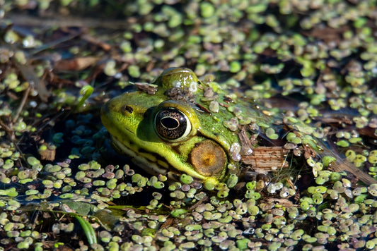 Frog In Green