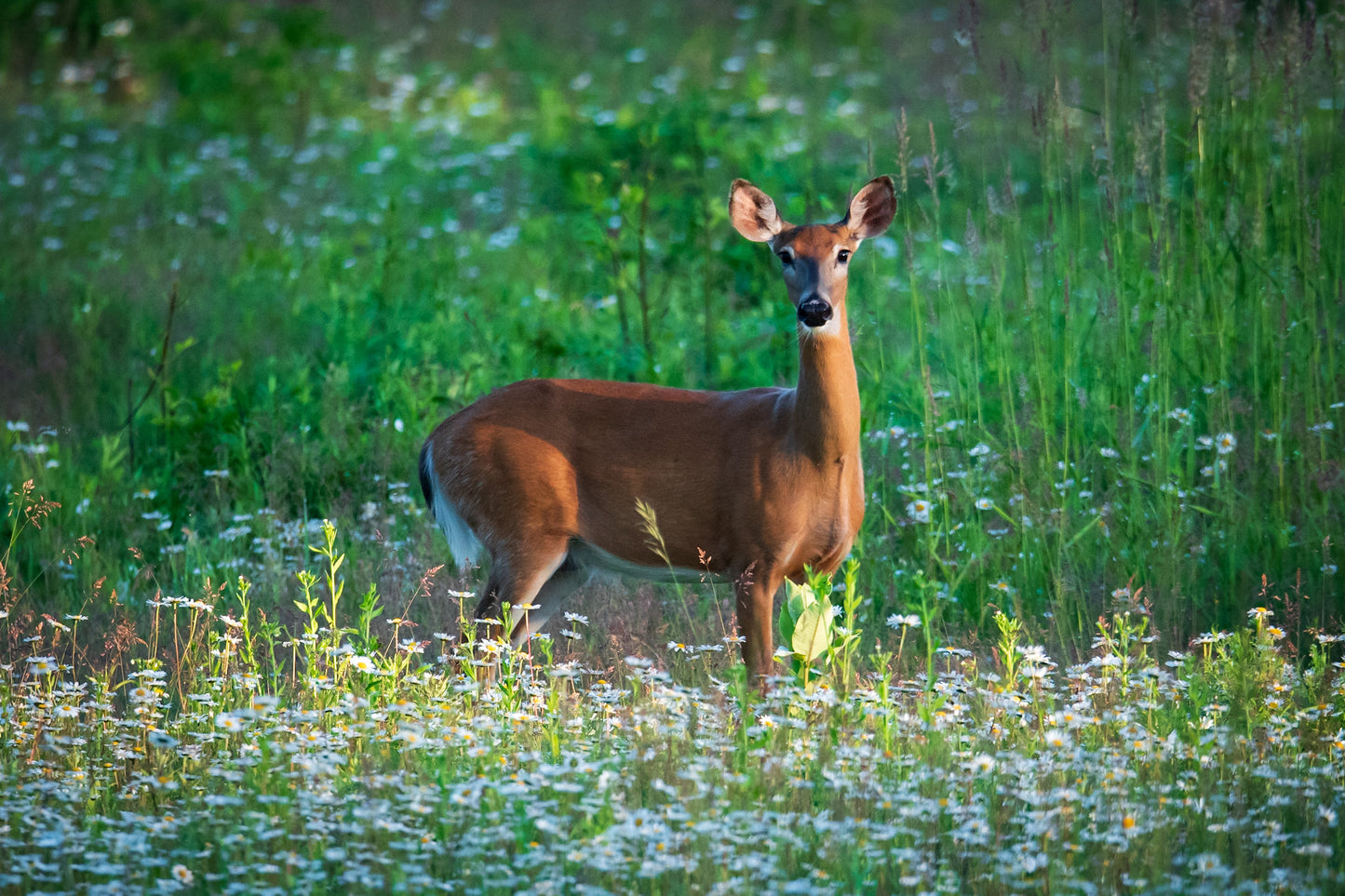 WhiteTail Deer In Daisy Field