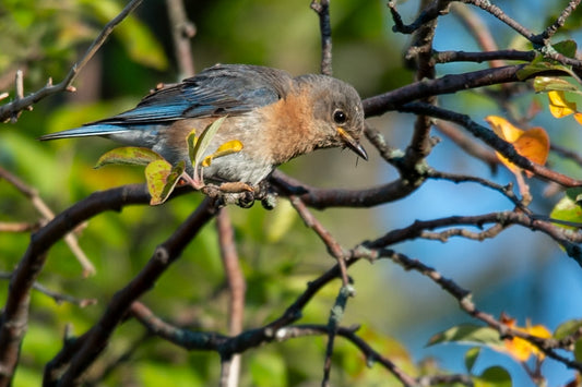 Wisconsin Bird In Branch