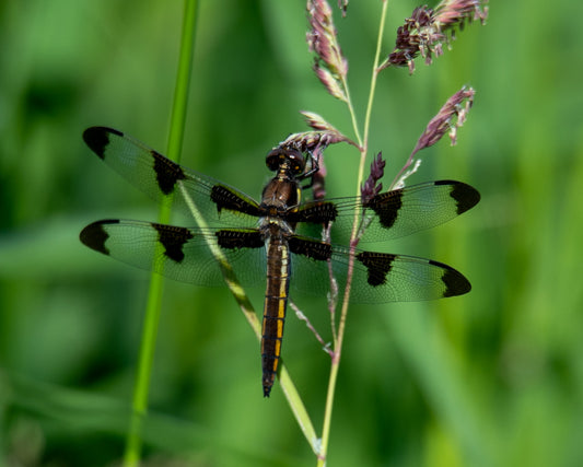 Dragonfly On Green  Grass