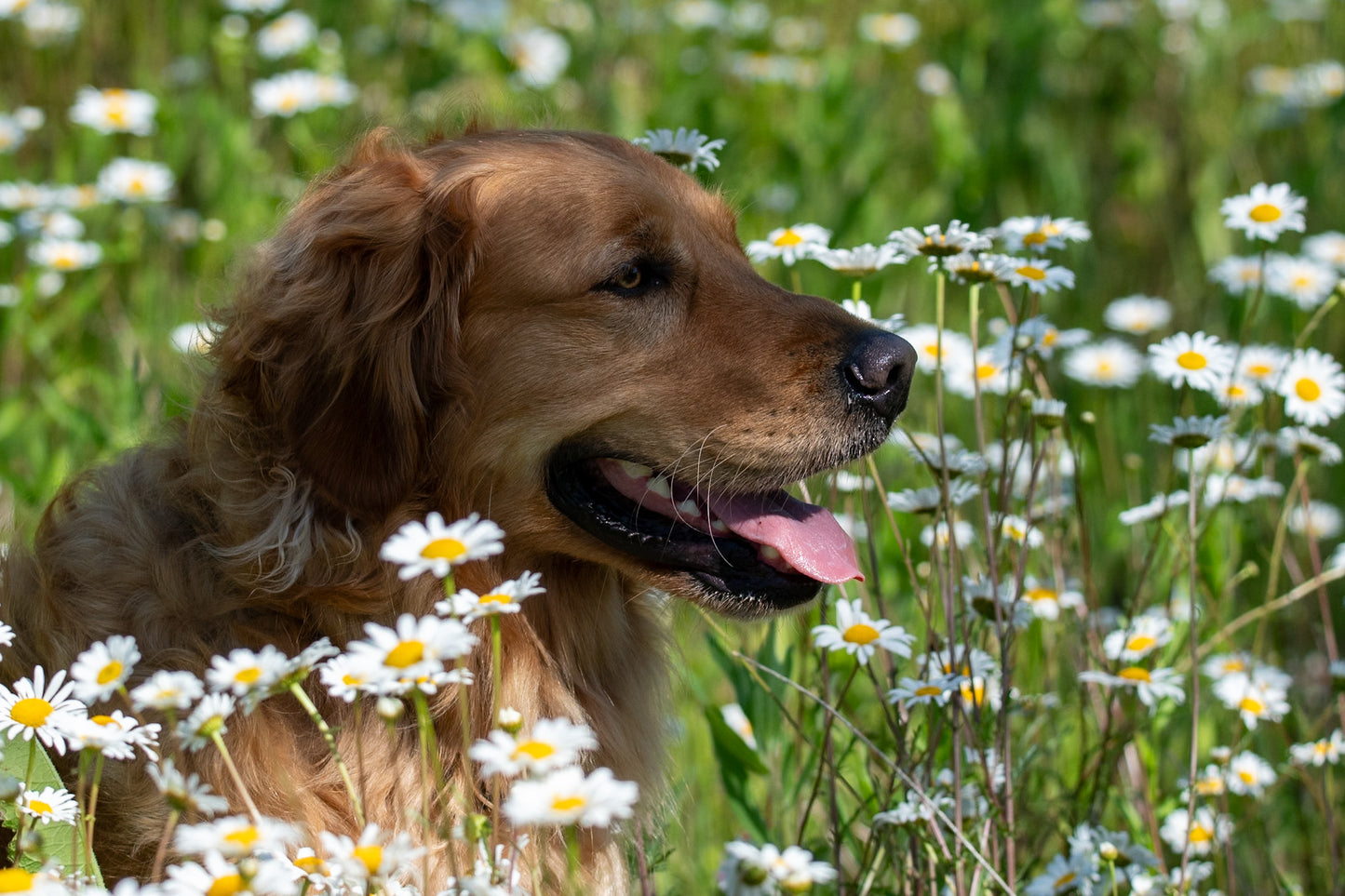 Golden Retriever In Daisy Field