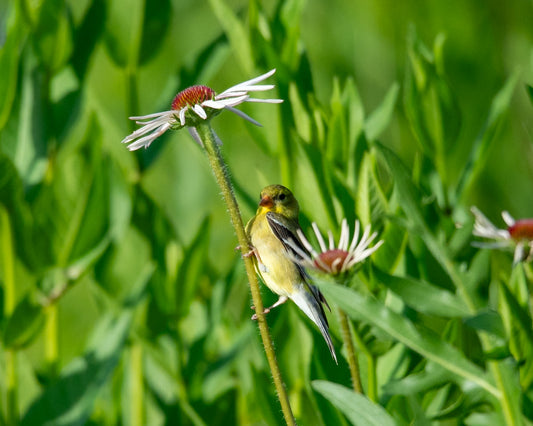 Evening Grosbeak On Cone Flower