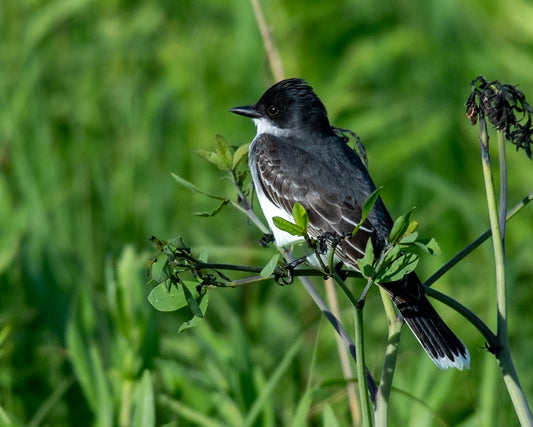 King Bird On Foliage