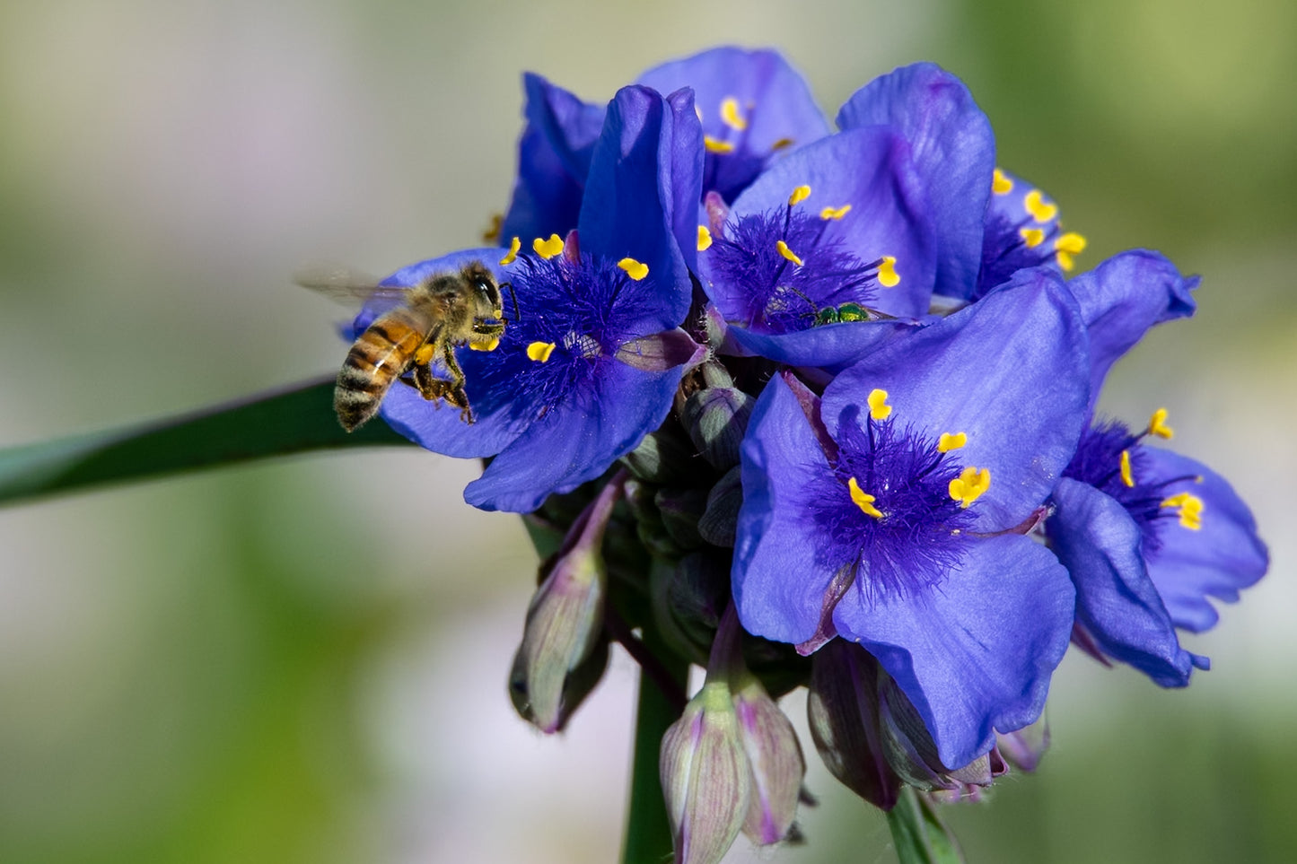 Bee on Purple WildFlower Select