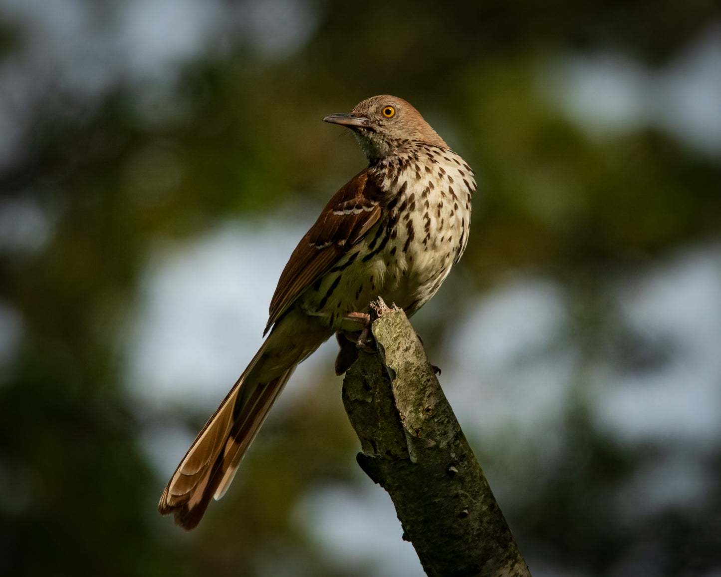 Brown Thrasher Intensity