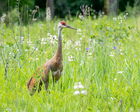 Sandhill Crane In Flower Field