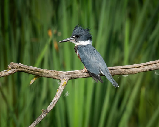 Belted Kingfisher On Green Cattails