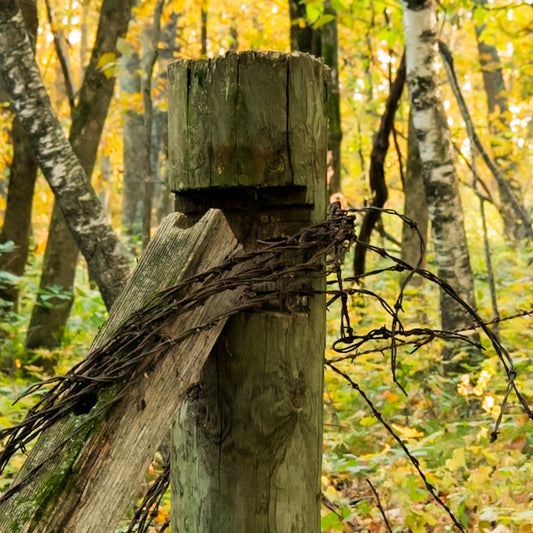 Fence Post Barbed Wire and Birch