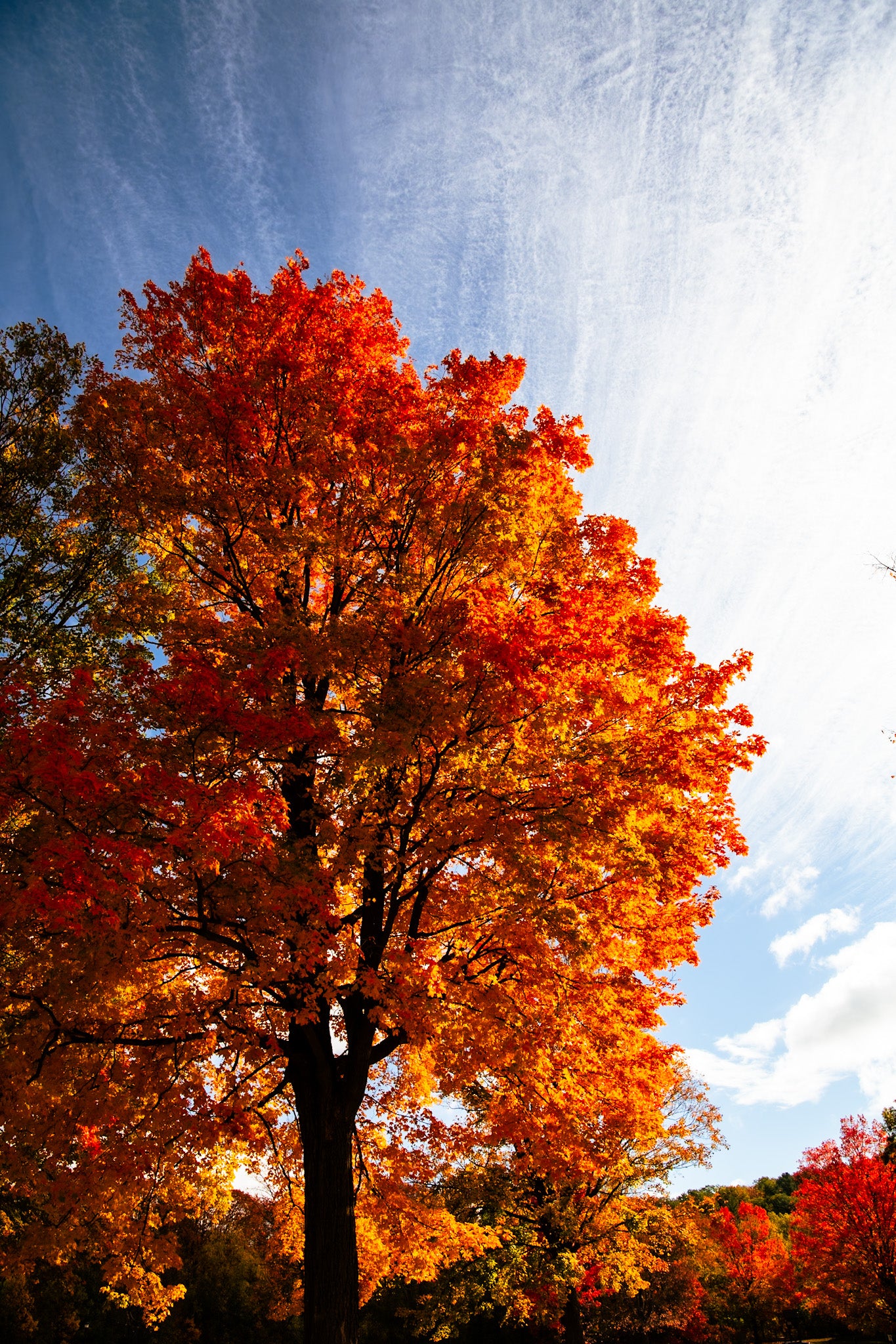 Autumn Maple Cirrus Clouds