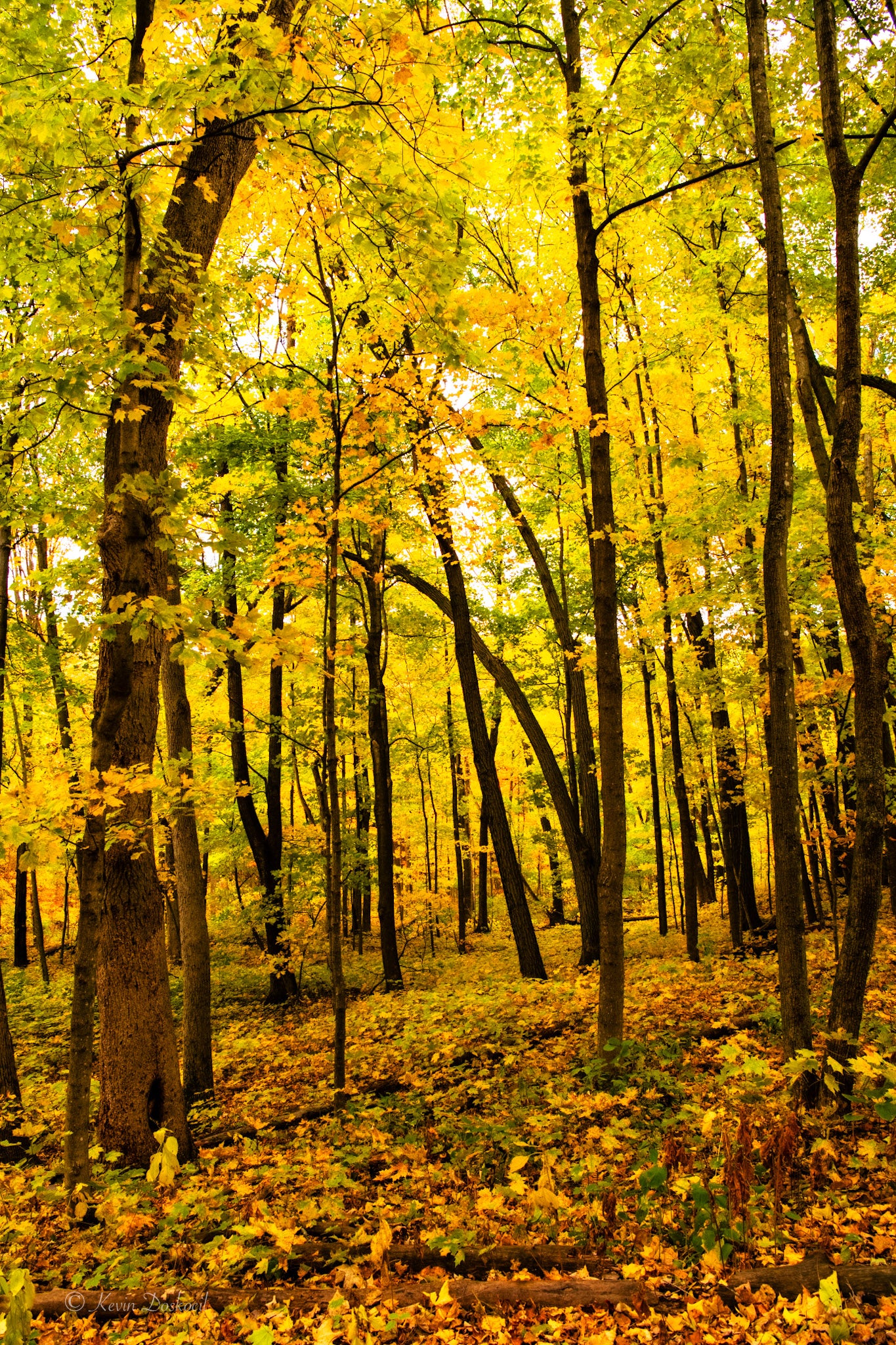 Trees in Yellow Fall