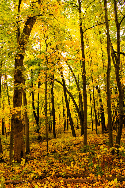 Trees in Yellow Fall