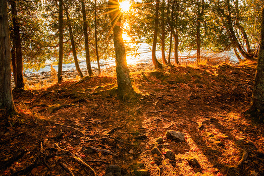 Door County Trees Sunrise Lake Michigan