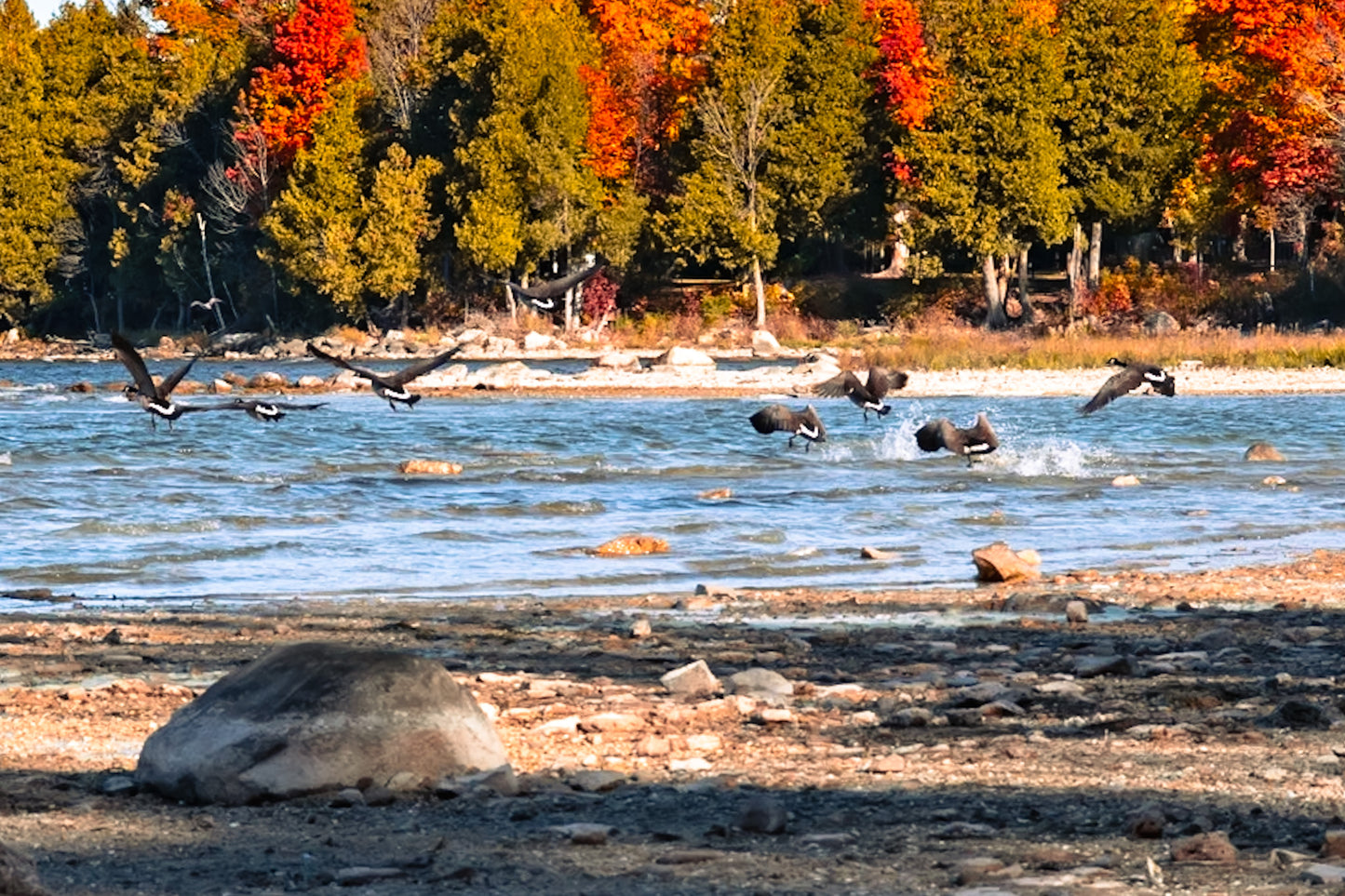 Autumn Color Geese Take Flight