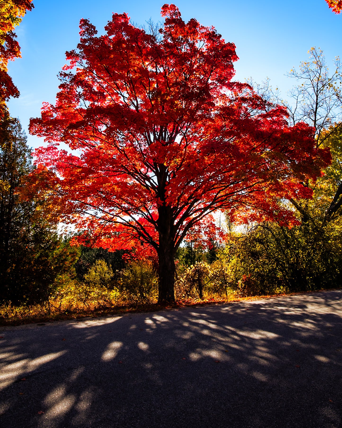 Roadside Maple Tree