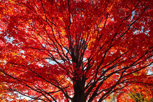 Maple Tree Glory