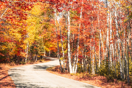 Birch Trees Fall Color Winding Road