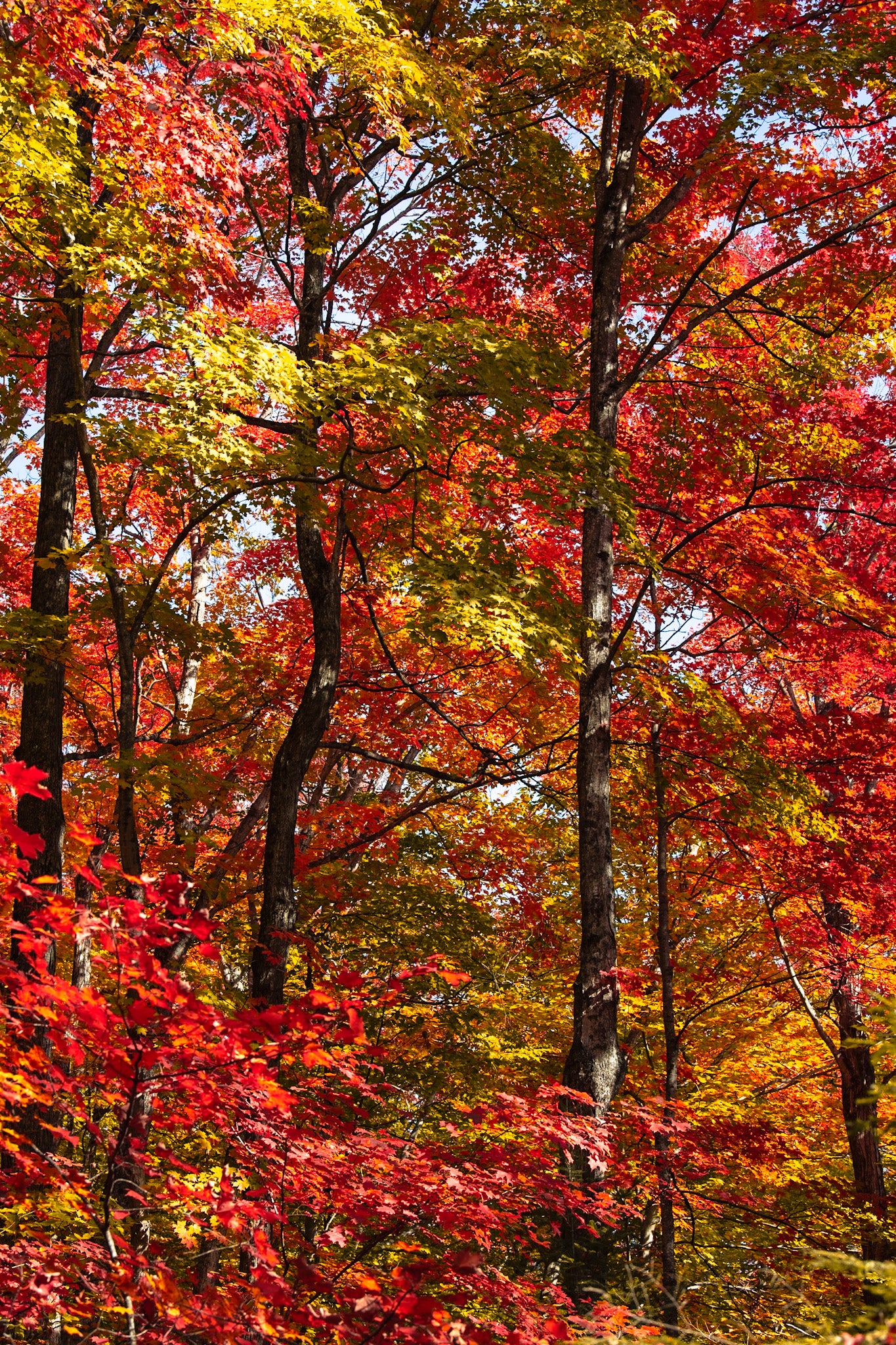 Fall Color Wisconsin Trees