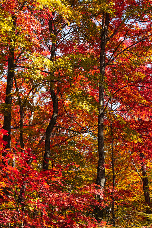 Fall Color Wisconsin Trees