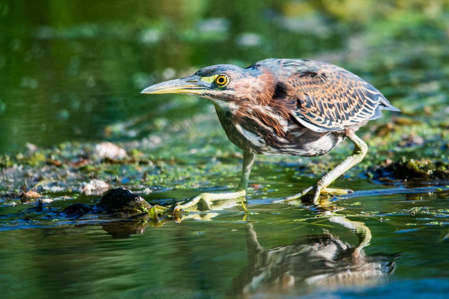 Green Heron Stalk