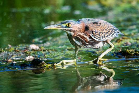 Green Heron Stalk