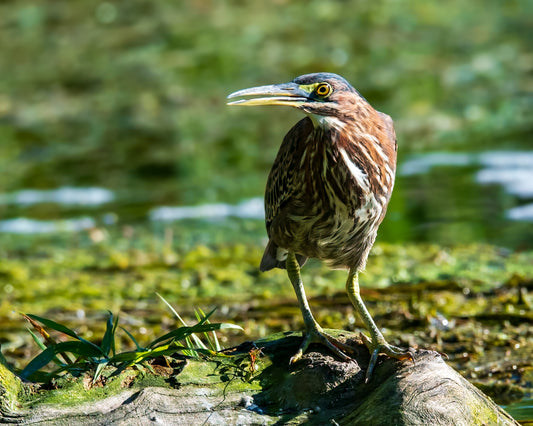 Green Heron On Stump