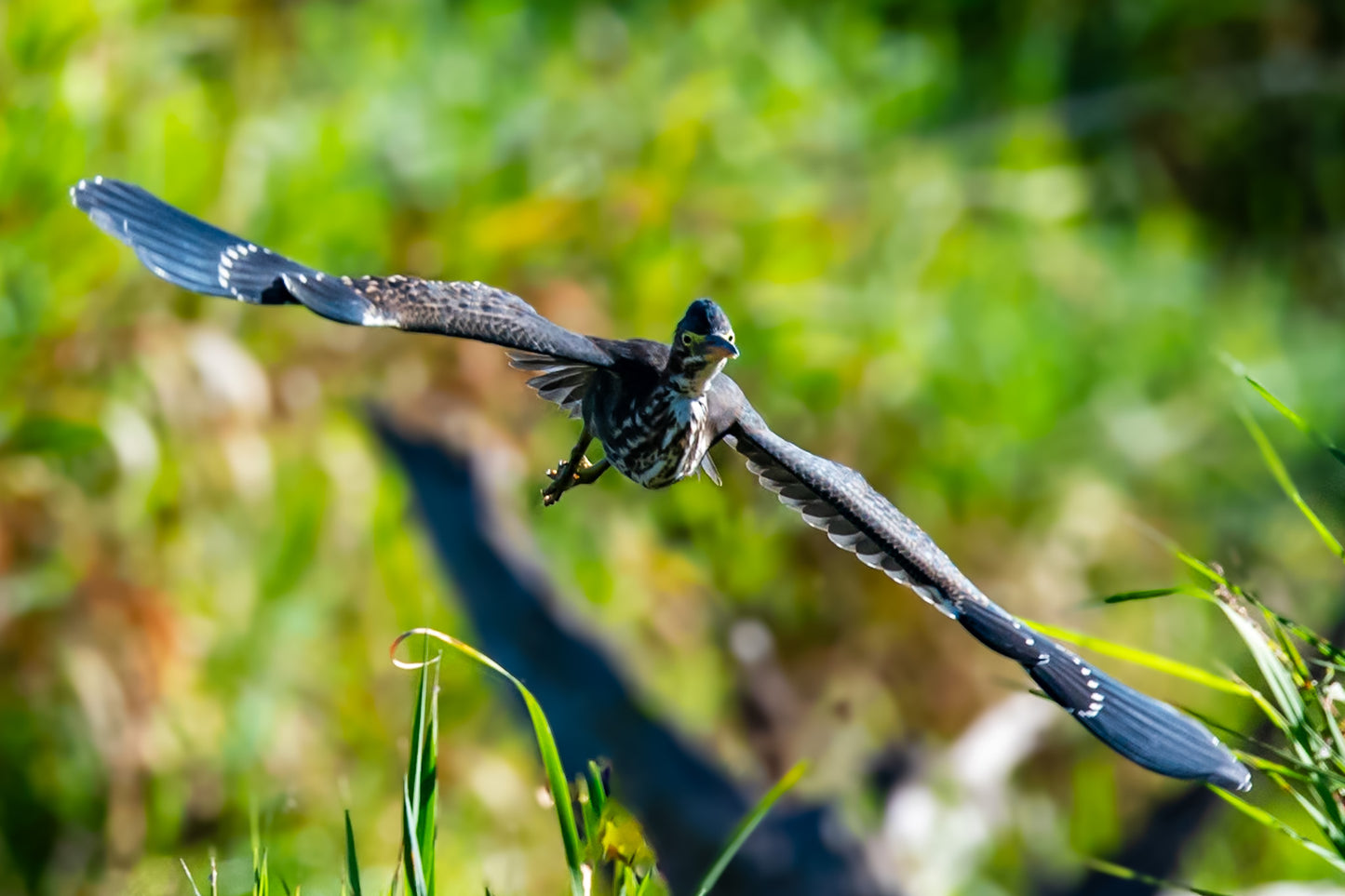 Green Heron Flight