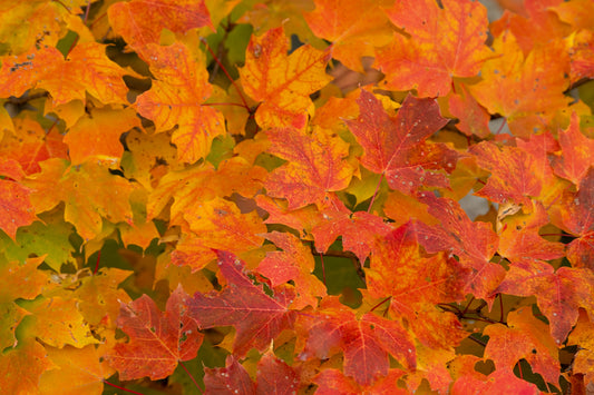 Autumn Maple Leaves