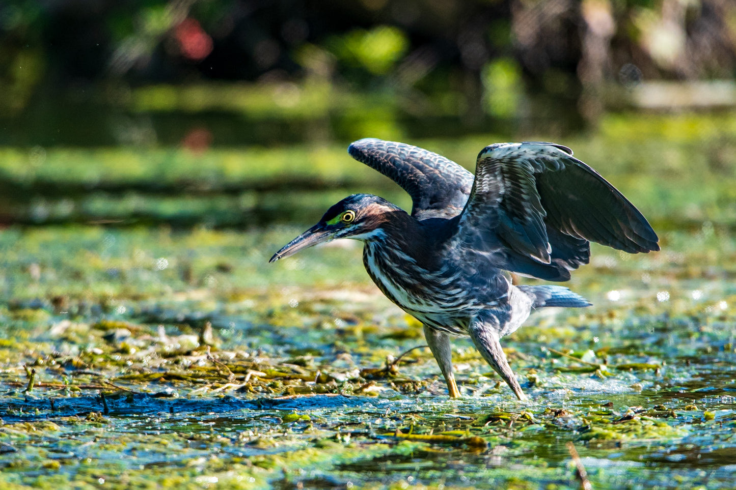 Green Heron Wings Spread