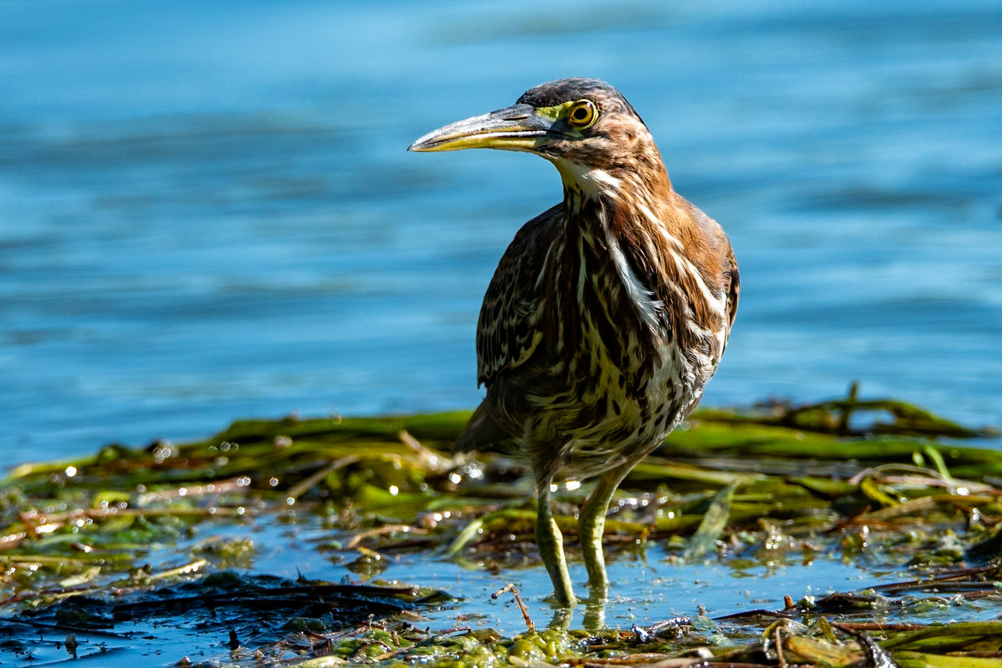 Green Heron Looking