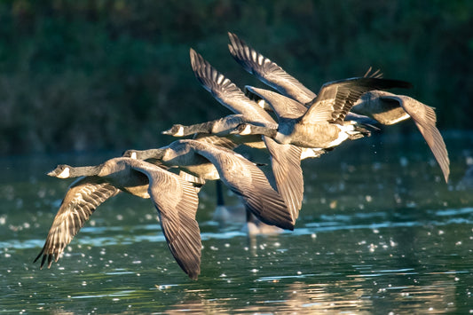 Canada Geese in Tight Formation