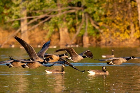 Geese Flight in Golden Hour