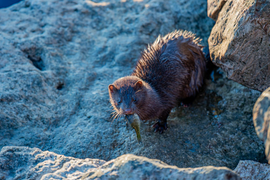 Otter Gets Fish