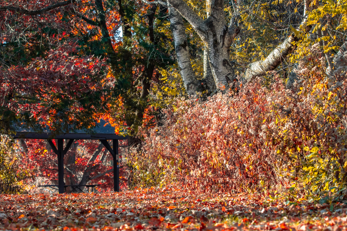 Autumn Walk In The Park