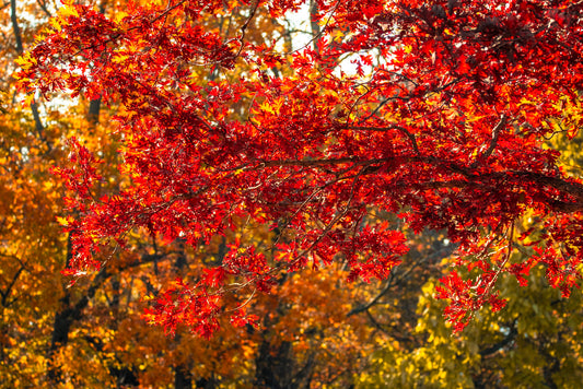 Autumn Color Orange Oak