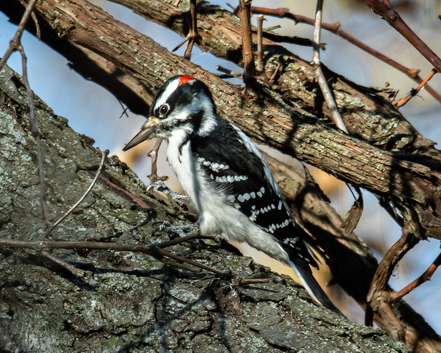 Downy Woodpecker