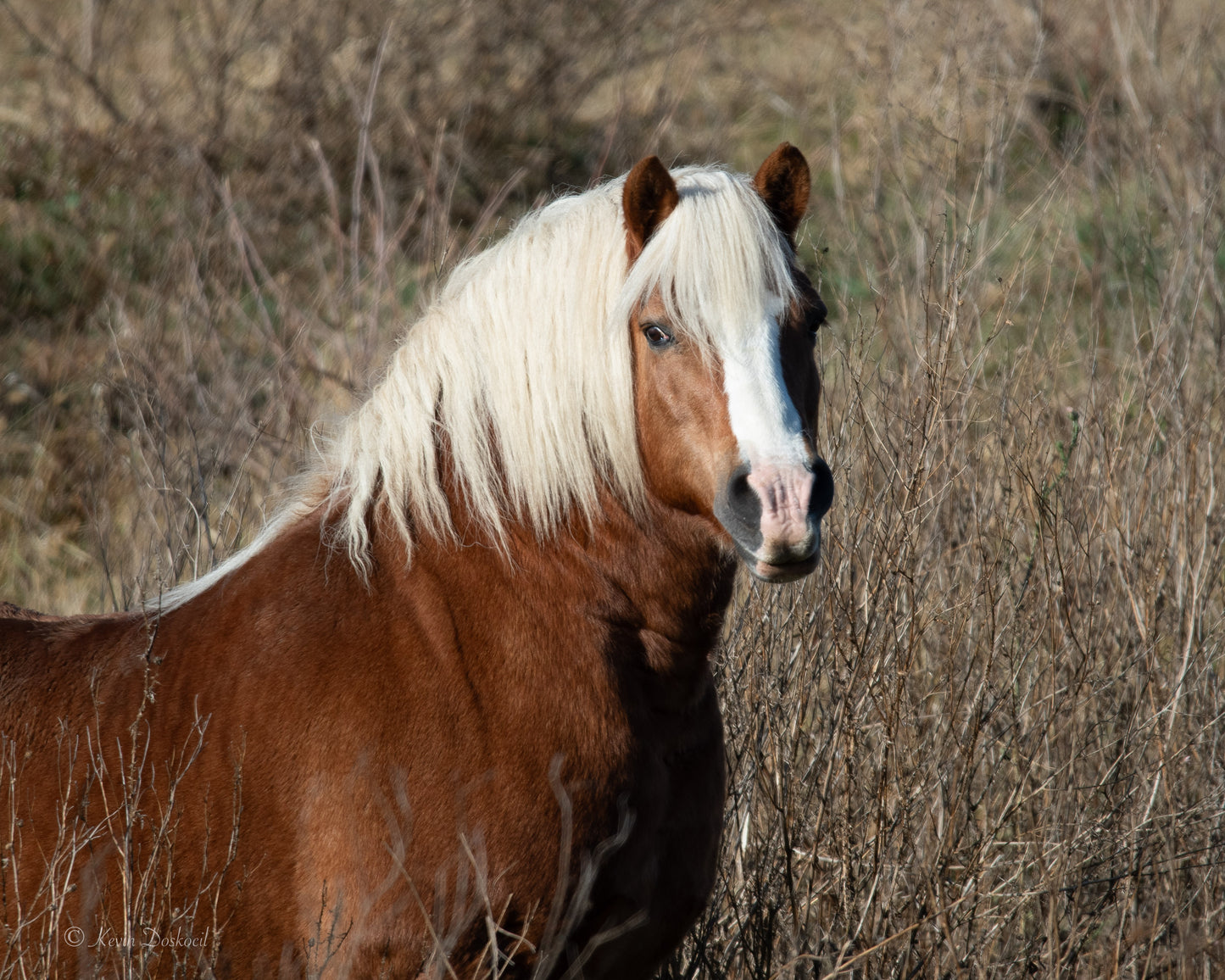 Horse With White Mane