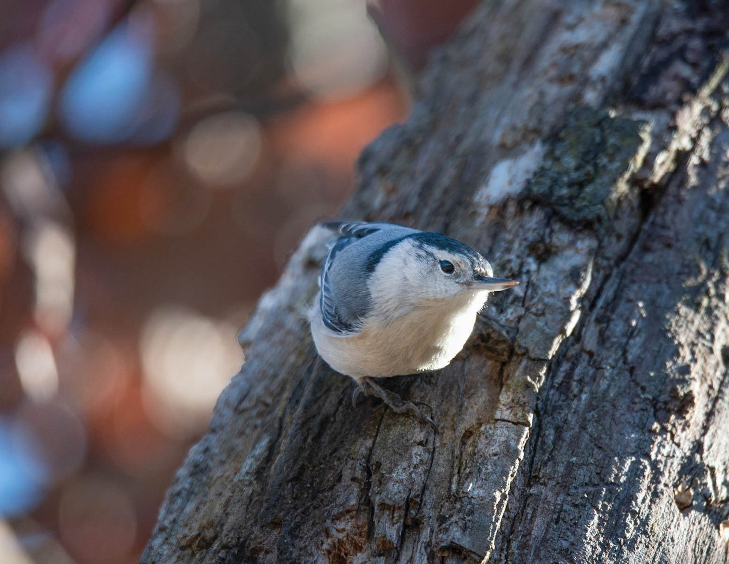 Blue Gray Gnatcatcher