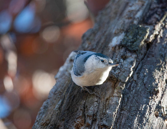 Blue Gray Gnatcatcher