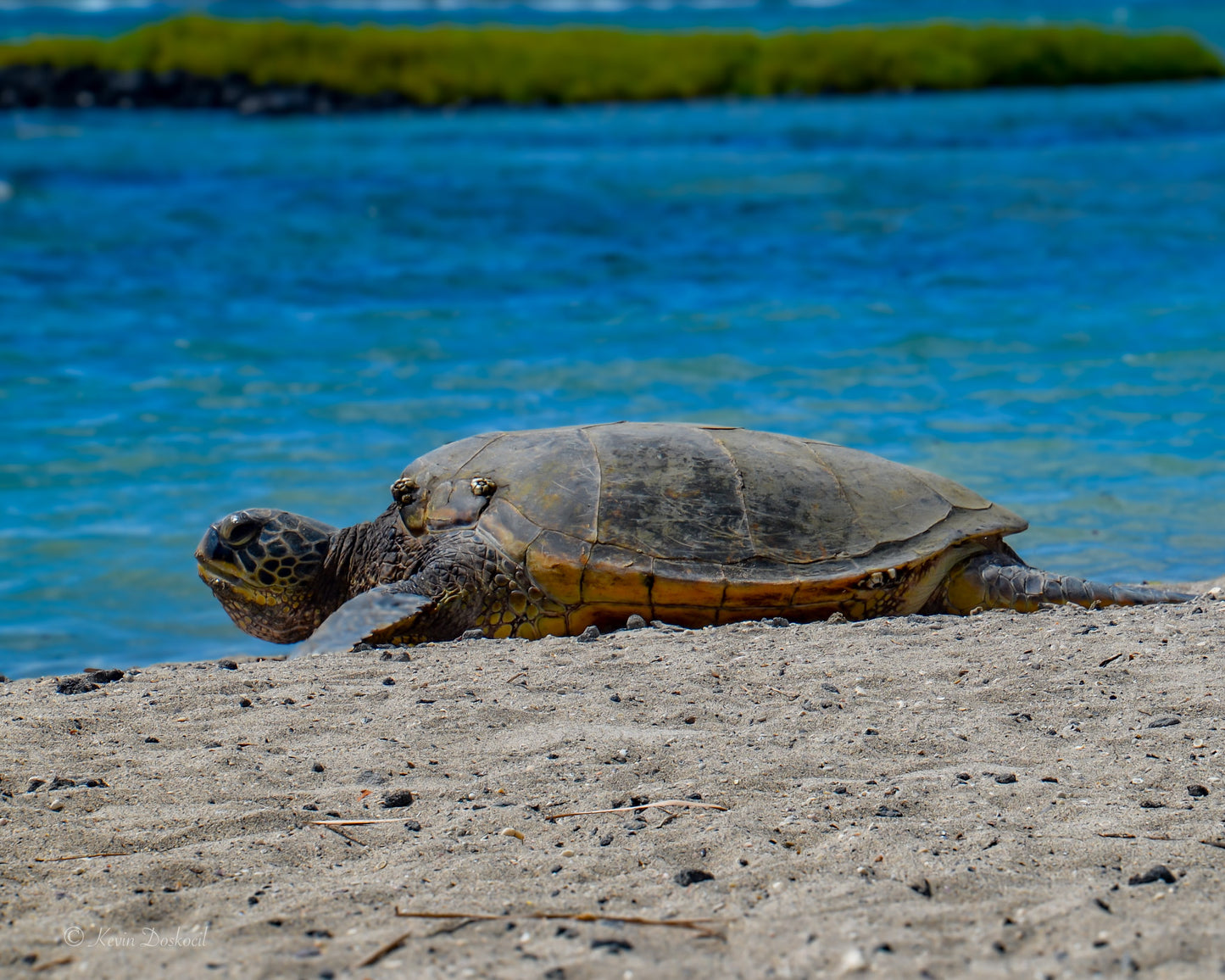 Sea Turtle