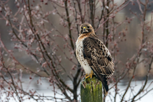 Red Hawk On Post